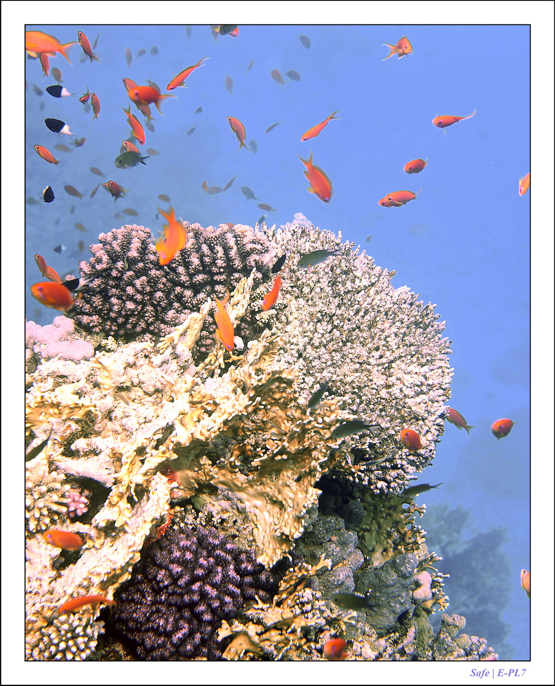 2023 - 03 - Charm El Sheikh - 15